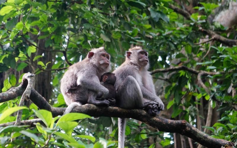 Ubud ( 5 Tour search )